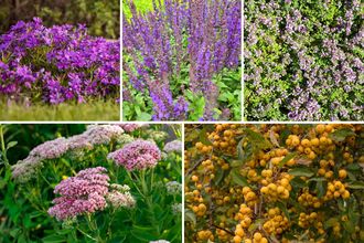 Borderplan Willemijn - Pflegeleichte Gartenpflanzen für Vögel, Schmetterlinge und Bienen - Halbschatten und Sonne - Lila, Blau und Rosa 