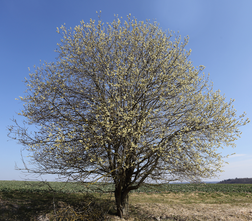 Weiße Weide - Salix caprea (Wasserweide)