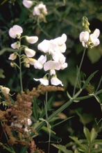 Breitblättrige Lathyrus - Lathyrus latifolius 'White Pearl'