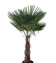 Chinese Palmboom - Trachycarpus fortunei 