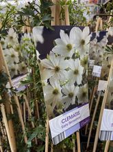 Waldrebe - Clematis 'Early Sensation