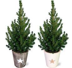 Echte kerstboom - Canadese spar - Picea glauca 'Conica' - Mini Kerstboom