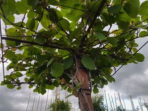Dach-Baum-Kiwi Actinidia deliciosa - Dachform