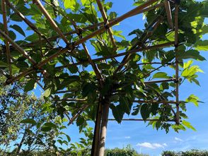 Dachmaulbeere - Morus platanifolia 'Fruitless' (Dachförmiger Sonnenschirm)