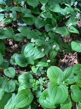 Dalkruid - Maianthemum bifolium