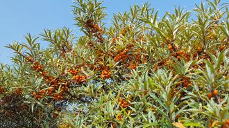 Duindoorn - Hippophae rhamnoides