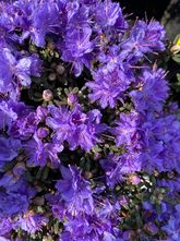 Zwerg-Rhododendron - Rhododendron 'Arctic Blue'