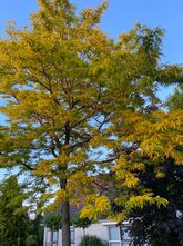 Gelbblättriger Ahorn - Acer Platanoides 'Princeton Gold' großer Baum 300-350 cm