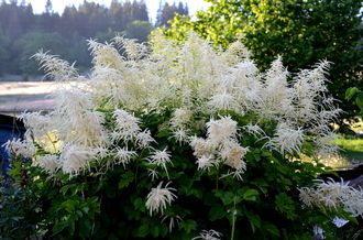 Geitenbaard - Aruncus dioicus