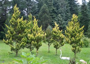 Kalifornische gelbe Zypresse - Chamaecyparis lawsoniana 'Ivonne