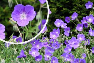 Ooievaarsbek - Geranium 'Orion'