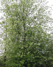 Gewone vogelkers - Prunus padus