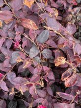 Heksenstruik - Loropetalum chinense ‘Ever Red’