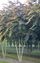 Hemelboom - Ailanthus altissima