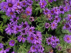 Bio-Herbst-Aster - Aster novae-angliae 'Purple Dome' TIPP