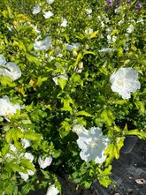 Althea-Strauch - Hibiscus syriacus 'White Chiffon'