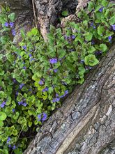 Hondsdraf - Glechoma hederacea