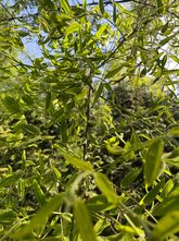 Japanischer Honigbaum - Styphnolobium Japonicum / Sophora japonica Standardbaum 300-350 cm
