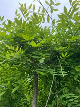 Honingboom op hoogstam - Sophora japonica 300-350 cm
