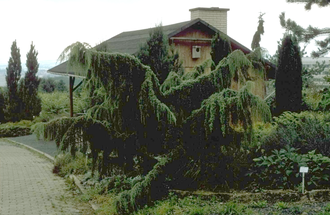 Juniperus communis 'Horstmann' - Wacholder (Juniperus communis)