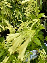 Kaapse Fuchsia - Phygelius aequalis 'Yellow Trumpet'