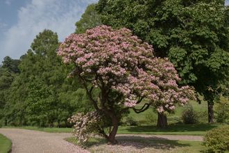 Lepeltjesboom - Kalmia latifolia