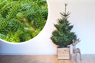 Weihnachtsbaum - Weißtanne - Abies Fraseri mit Wurzelballen (getopft)