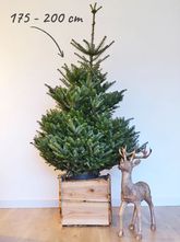 Echte kerstboom - Zilverspar - Abies Fraseri ca. 175 tot 200 cm (zonder kluit)