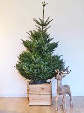 Echte kerstboom - Zilverspar - Abies Fraseri 100 -125cm
