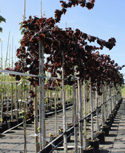 Hazelaar - Corylus avellana 'Purple Umbrella' Hoogstam boom 250-300 cm
