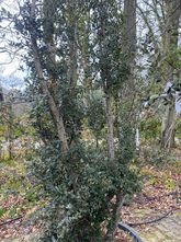 Korkeiche - Quercus Suber