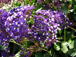 Lamsoor - 'Limonium Latifolium'