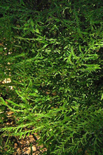 Männlicher Farn - Dryopteris filix-mas 'Linearis Polydactyla'