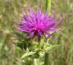 Mariadistel Silybum marianum