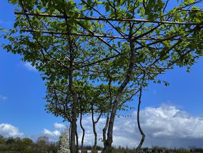 Mehrstämmiger Dachbaum - Vordach Buche Carpinus 180x180 cm Rahmen