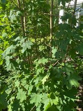 Noorse Esdoorn - Acer platanoides