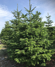 Echte kerstboom - Nordmann gezaagd 275-300 cm aanbieding