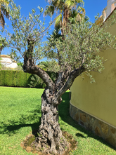 Alter Olivenbaum - Olea europaea