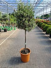 Halbstämmiger Olivenbaum - Olea europaea 