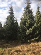 Echte kerstboom - Servische Spar - Picea Omorika