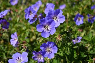 Ooievaarsbek - Geranium 
