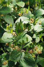Paddenlelie - Tricyrtis latifolia