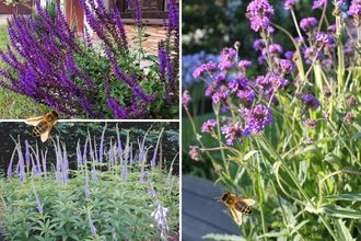 Borderplan Sanne - Vaste planten borderpakket - Bijen - Bijvriendelijke tuinplanten - Paars - Zon