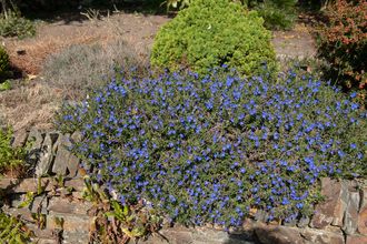 Steinsamen - Lithodora diffusa 'Heavenly Blue