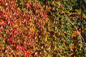 Orientalische Weinrebe - Parthenocissus tricuspidata 'Veitchii'