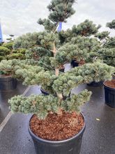 Japanse pijnboom - Pinus parviflora 'Negishi' (Bonsai)