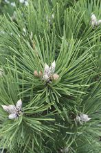 Zwarte den - Pinus nigra 'Nana'