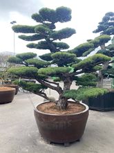 Japanse witte den - Pinus parviflora 'Glauca' (Bonsai)
