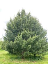 Tranenden - Pinus wallichiana