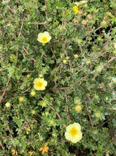 Strauch-Ginster - Potentilla fruticosa 'Primrose Beauty'.